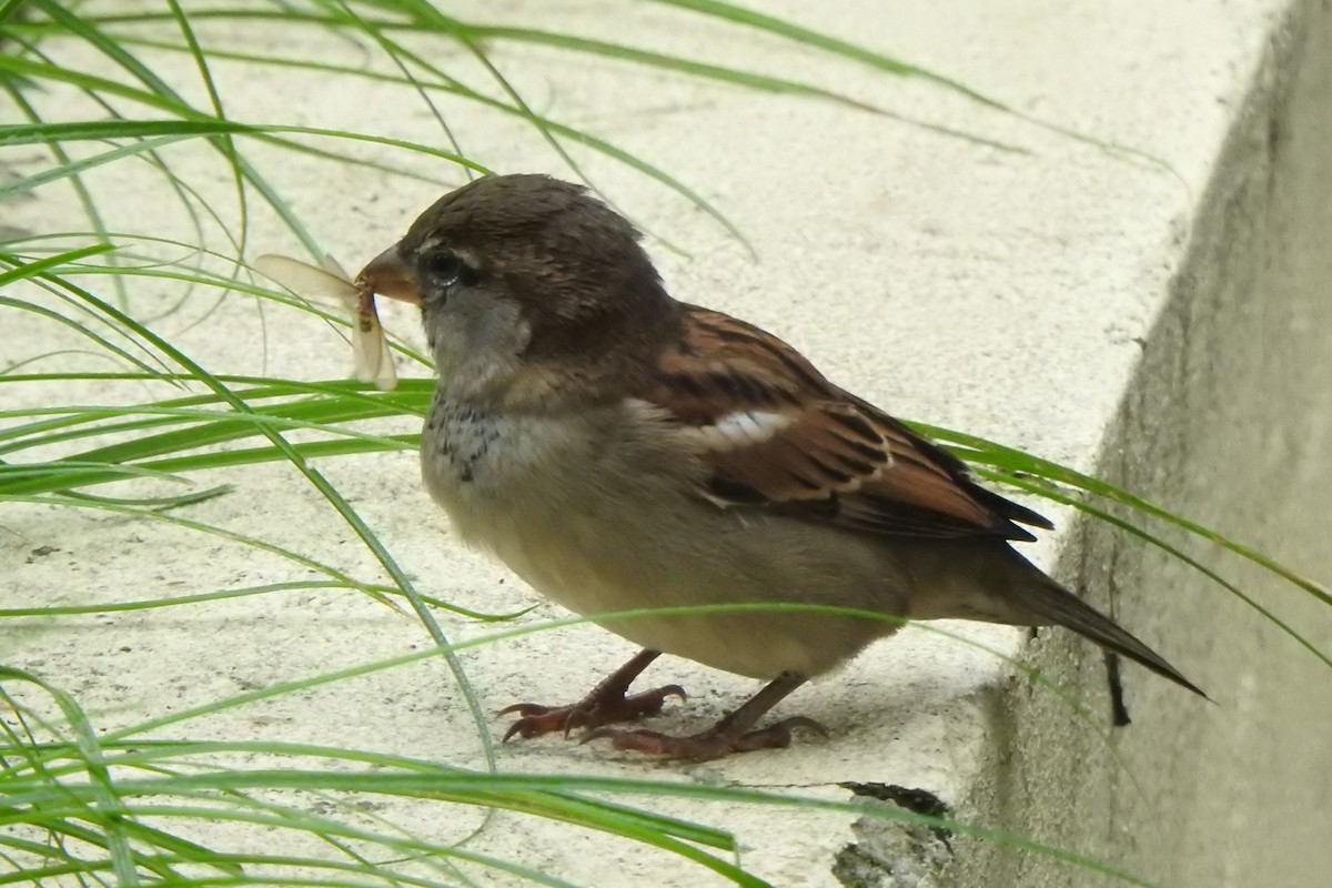 House Sparrow - ML619495661