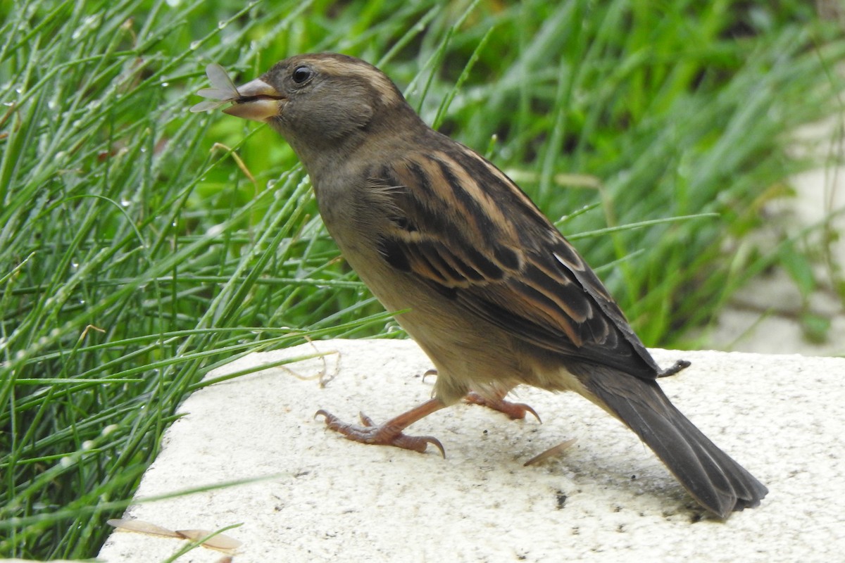 House Sparrow - ML619495662