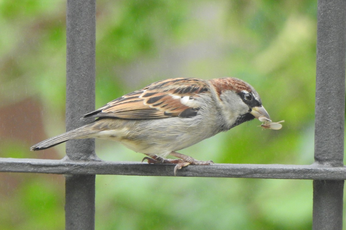 House Sparrow - ML619495666