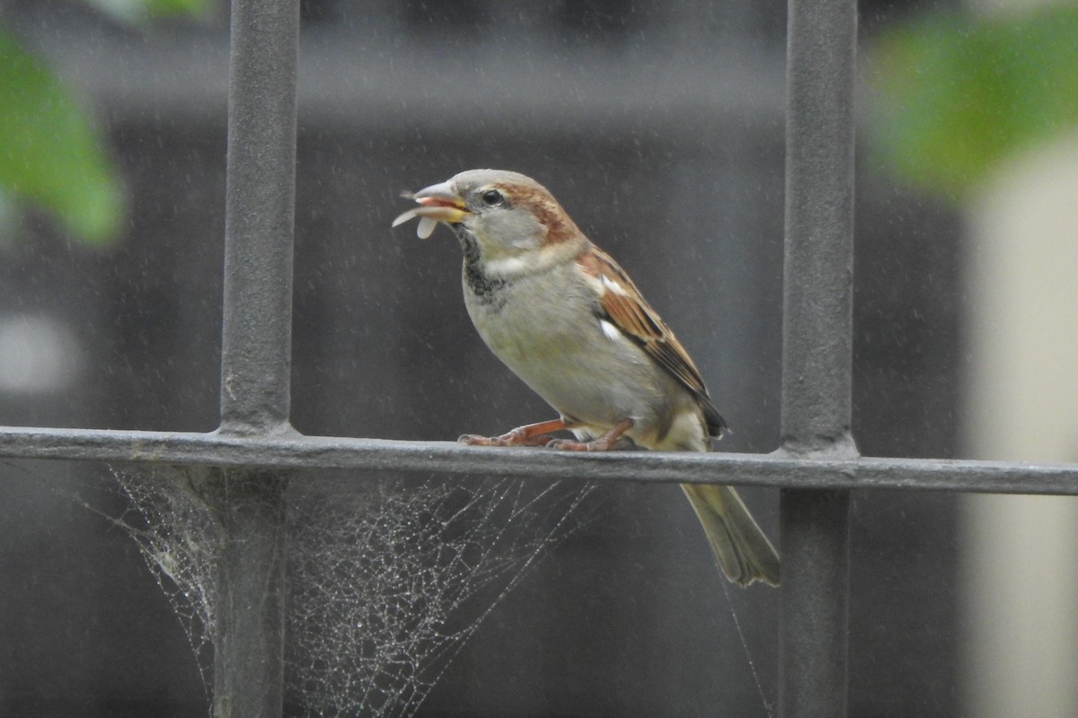 House Sparrow - ML619495668