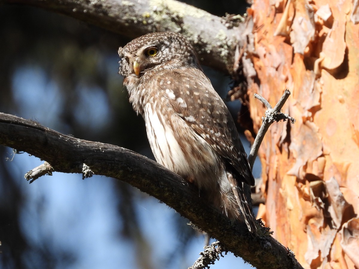 Eurasian Pygmy-Owl - ML619495681