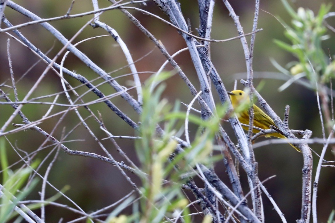 Yellow Warbler - ML619495692