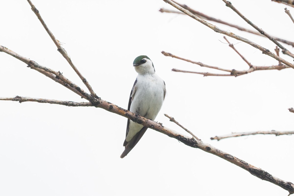 Violet-green Swallow - ML619495701