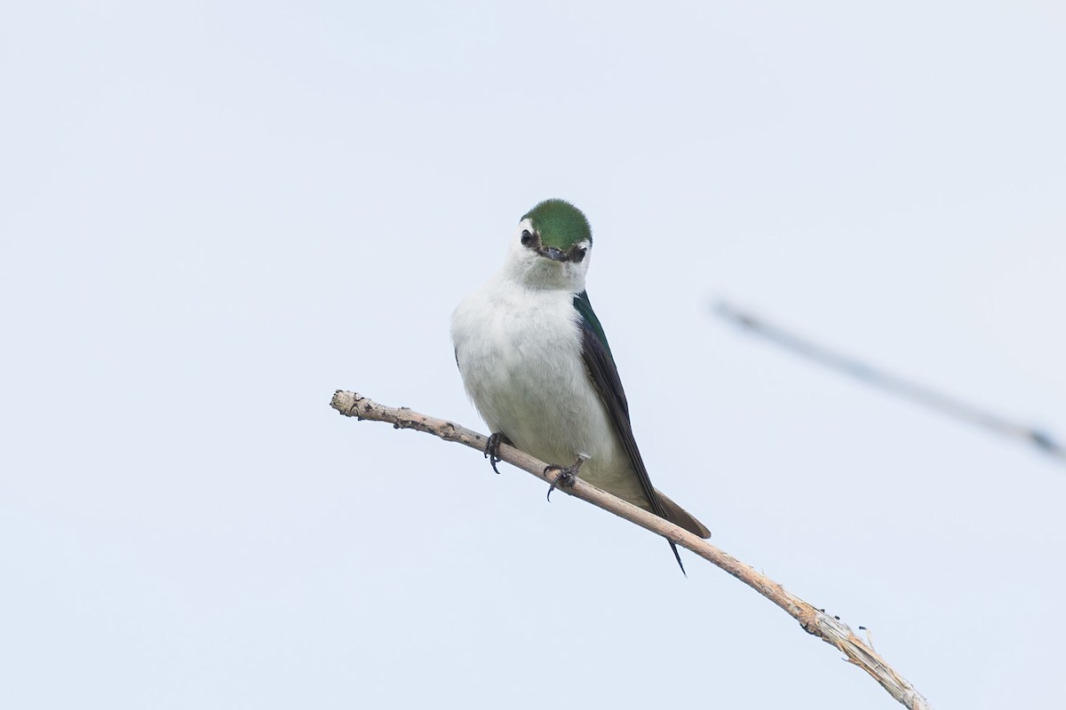 Violet-green Swallow - ML619495707