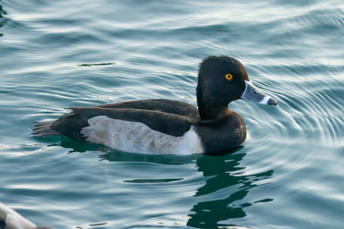 Ring-necked Duck - ML619495709