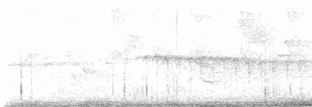 Светлобрюхий фиби - ML619495716