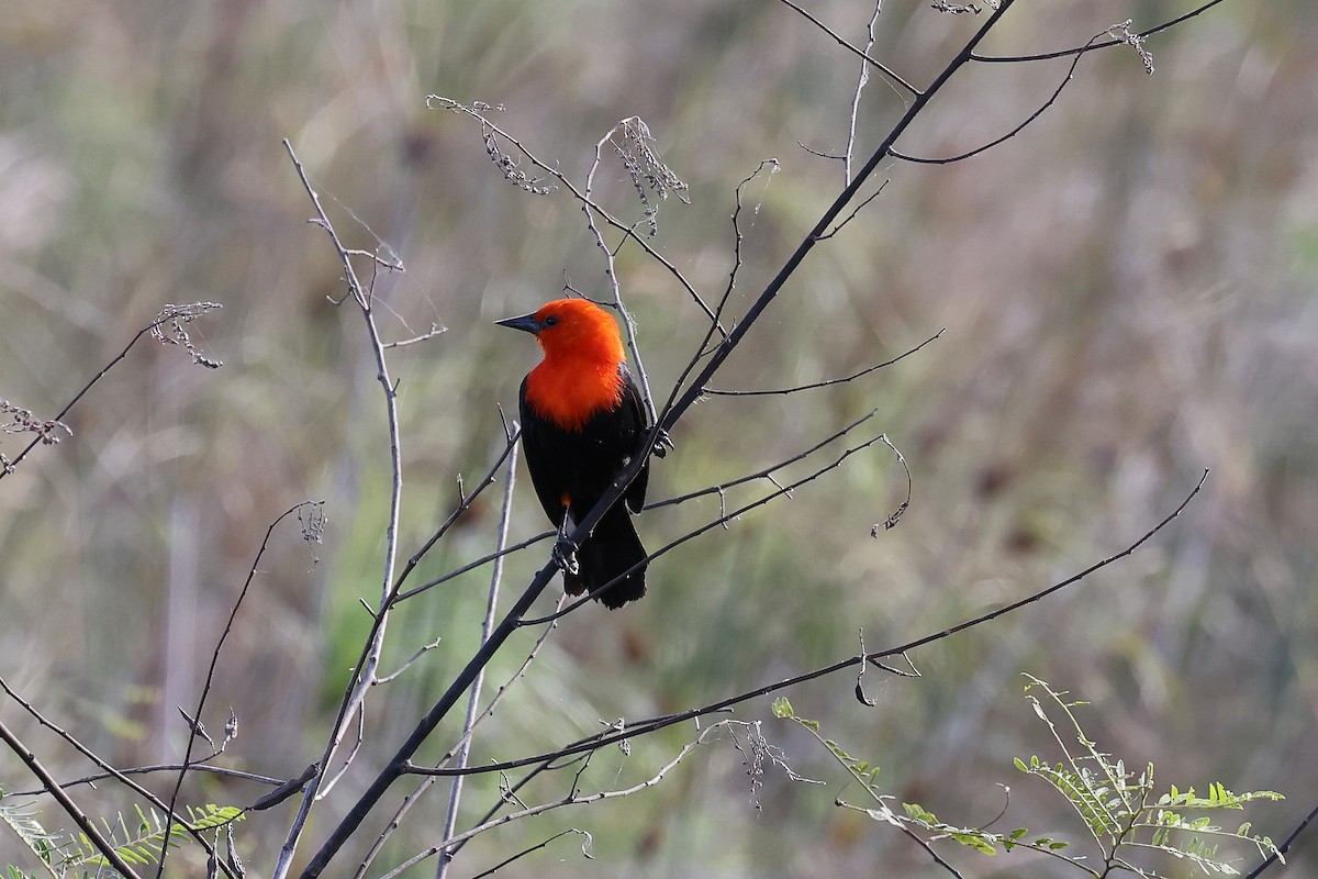 Scarlet-headed Blackbird - ML619495736