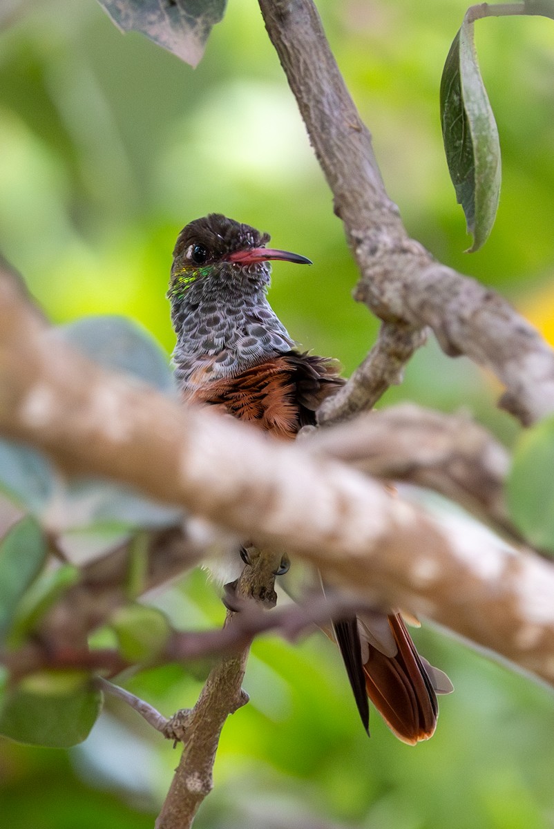 Amazilia Hummingbird - ML619495738