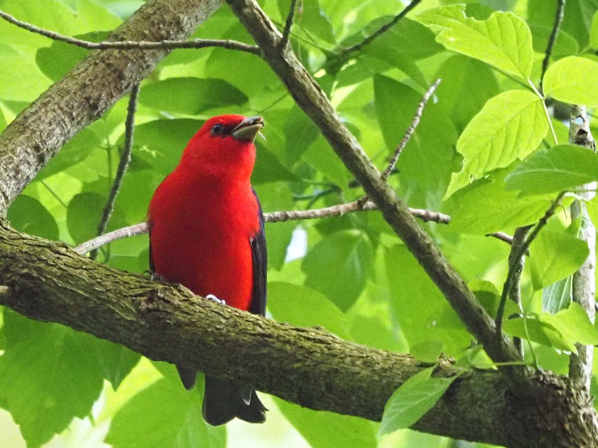 Scarlet Tanager - ML619495770