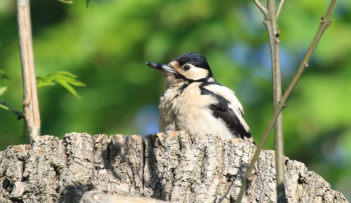 Great Spotted Woodpecker (Great Spotted) - ML619495795