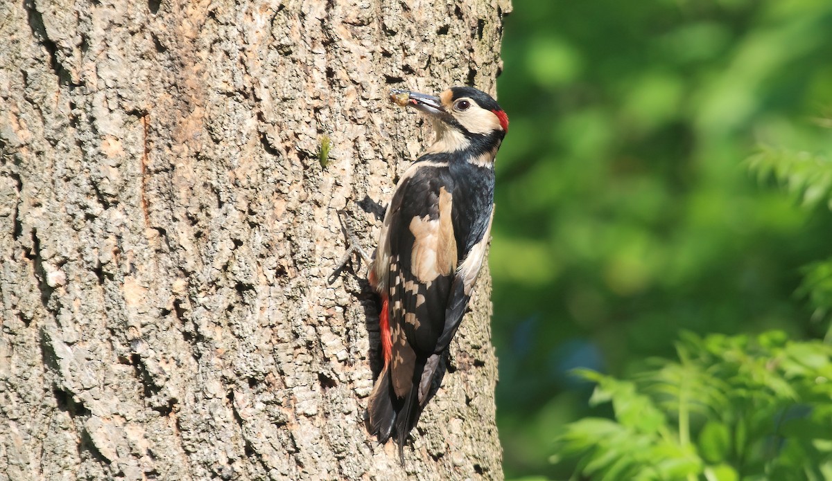 Great Spotted Woodpecker (Great Spotted) - ML619495809