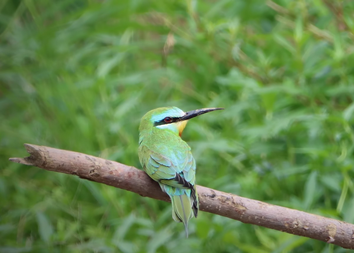 Blue-cheeked Bee-eater - ML619495832