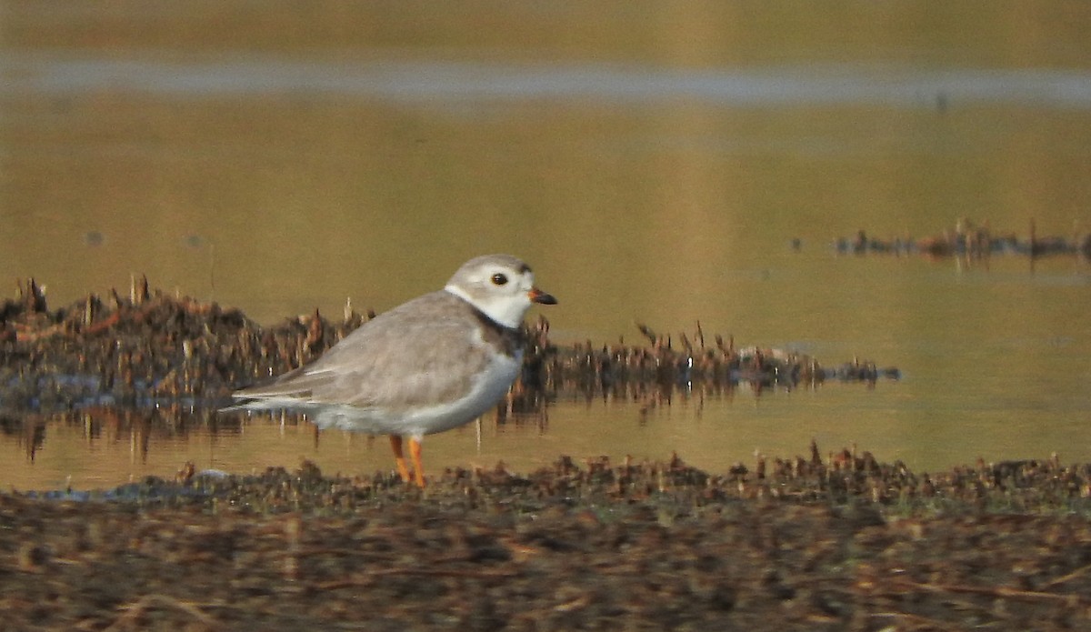 Piping Plover - ML619495835