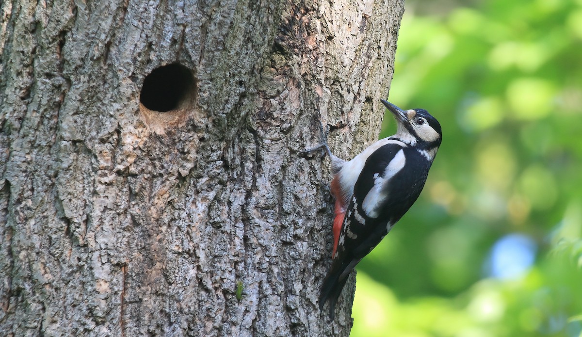 Great Spotted Woodpecker (Great Spotted) - ML619495845