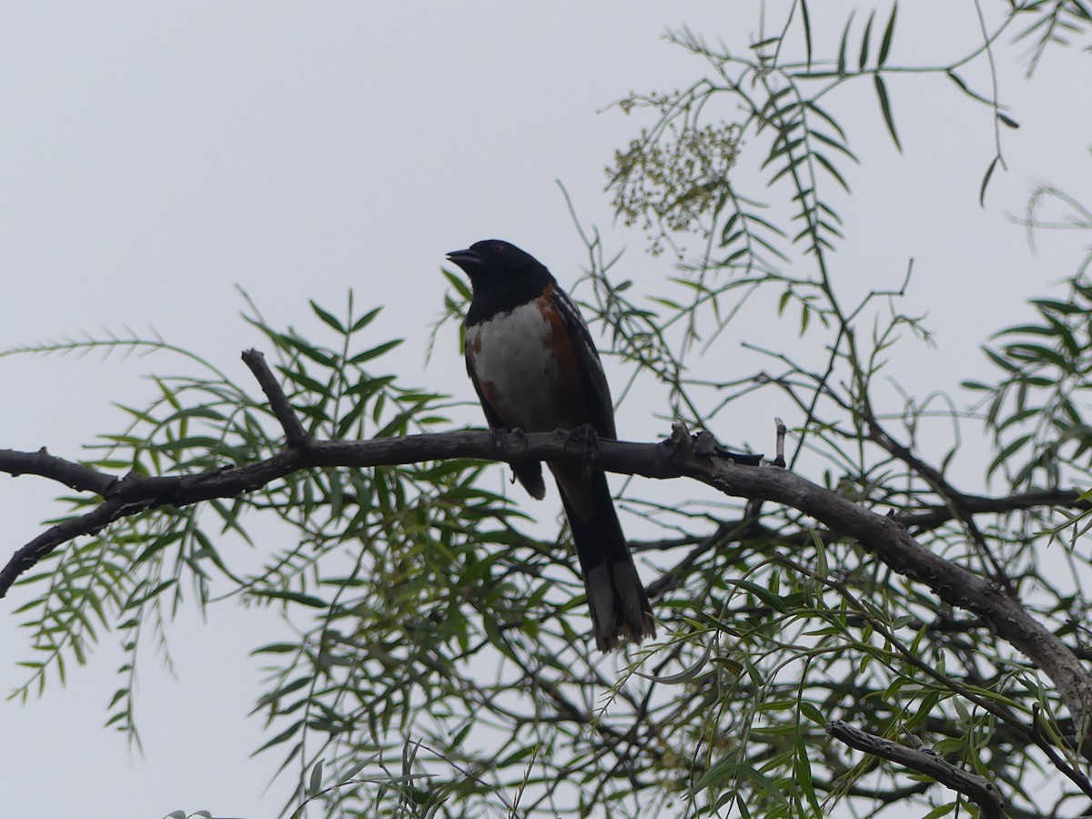 Spotted Towhee - ML619495872