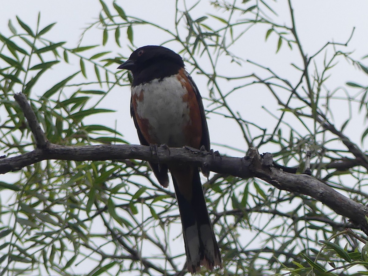 Spotted Towhee - ML619495874