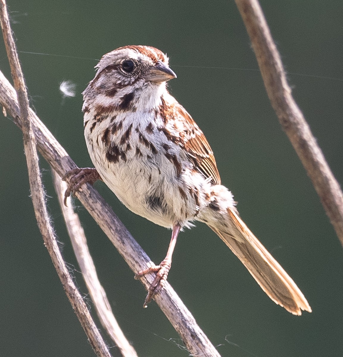 Song Sparrow - ML619495967