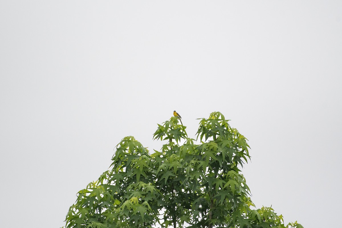lesníček žlutoprsý - ML619495974