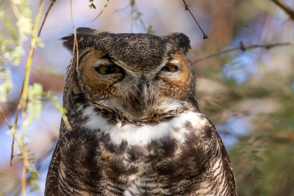 Great Horned Owl - ML619495982