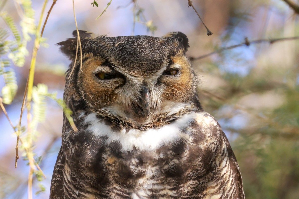 Great Horned Owl - ML619495983