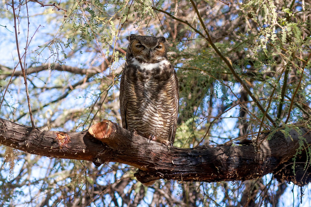 Great Horned Owl - ML619495984