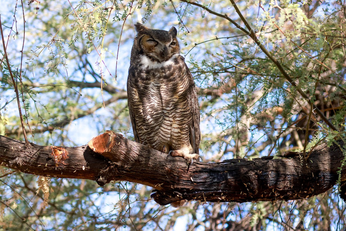 Great Horned Owl - ML619495985