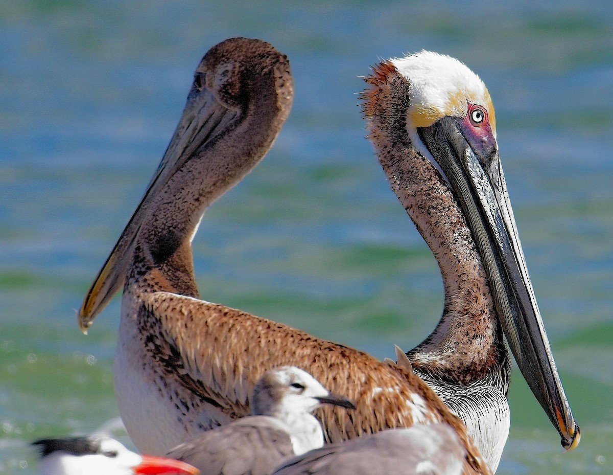 pelikán hnědý - ML619495987