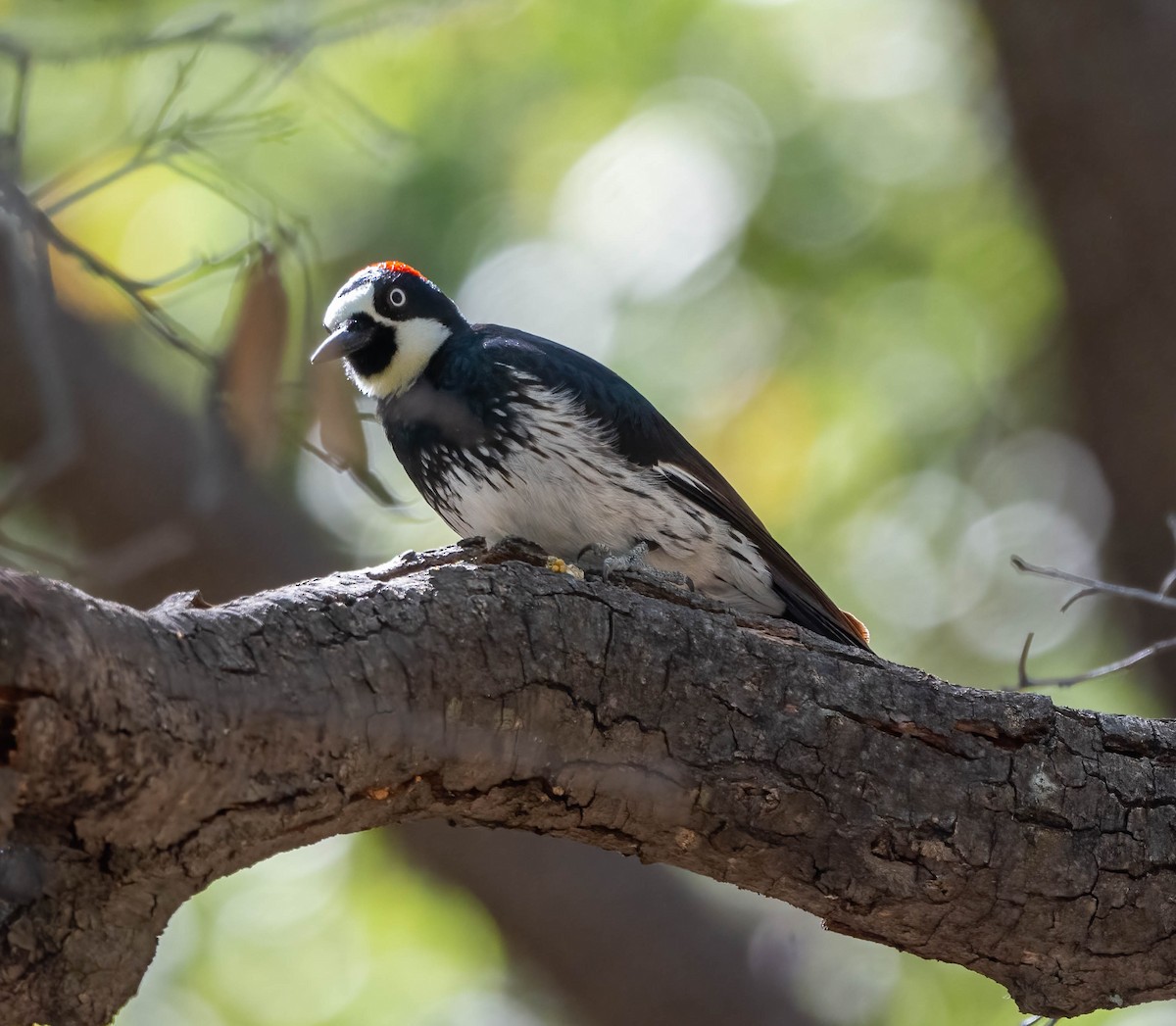 Acorn Woodpecker - ML619495996