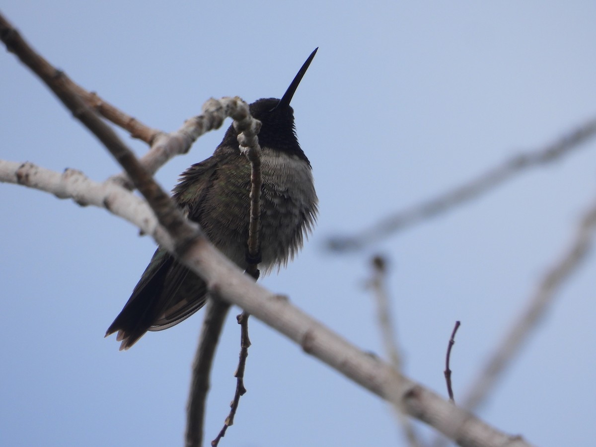 Black-chinned Hummingbird - ML619496054
