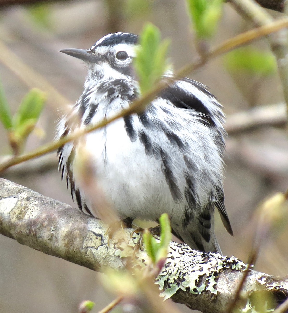 Black-and-white Warbler - ML619496072