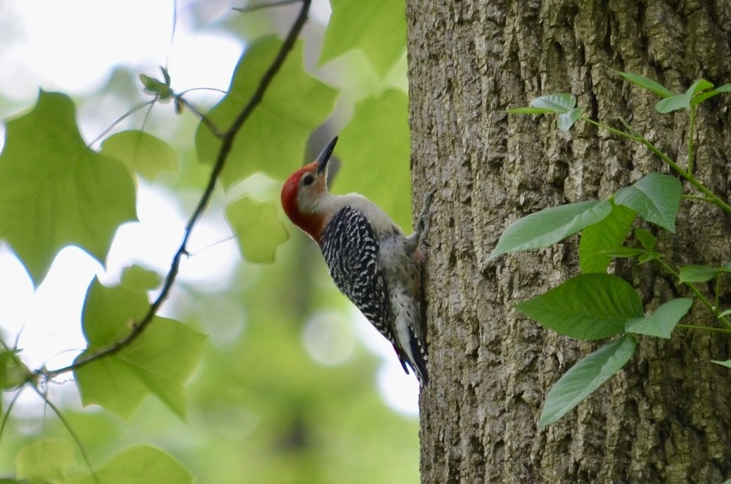 Red-bellied Woodpecker - ML619496082