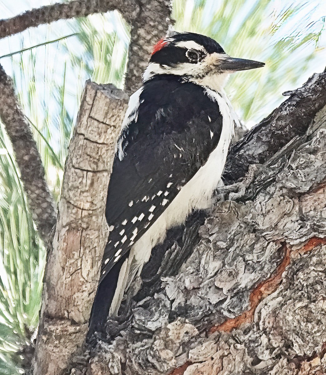 Hairy Woodpecker - ML619496100