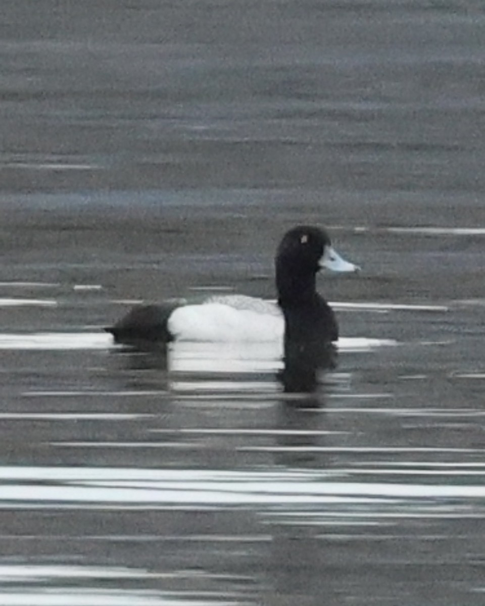 Greater Scaup - ML619496128