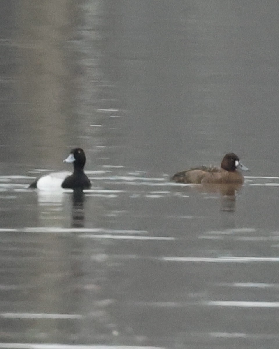 Greater Scaup - ML619496129