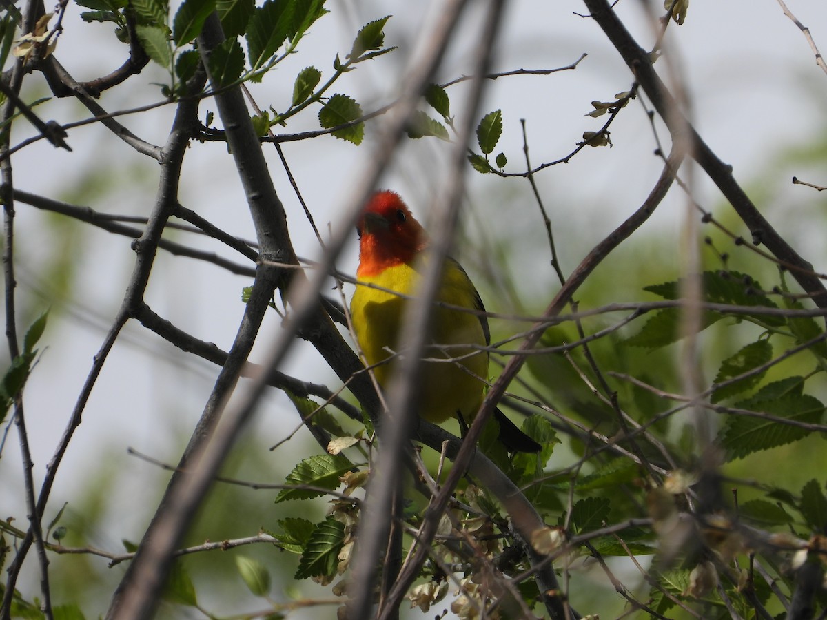 Western Tanager - ML619496145