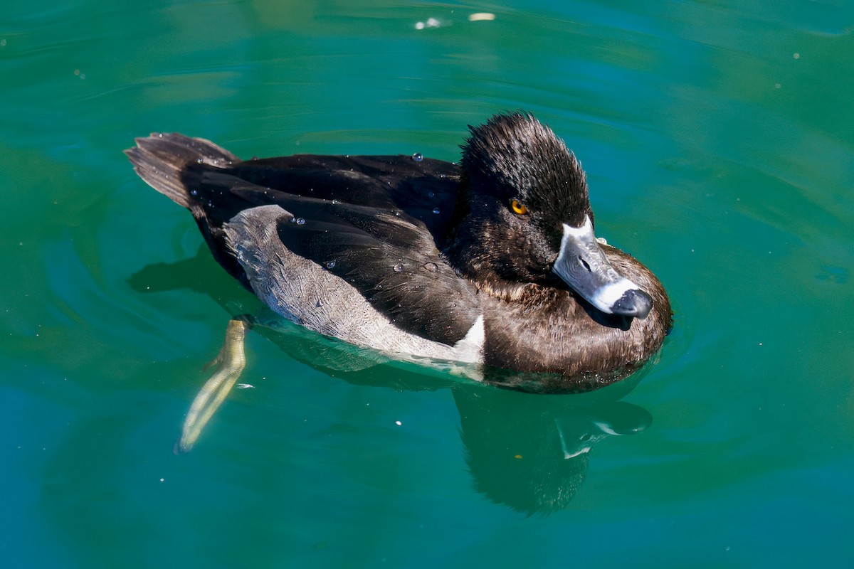 Ring-necked Duck - ML619496224