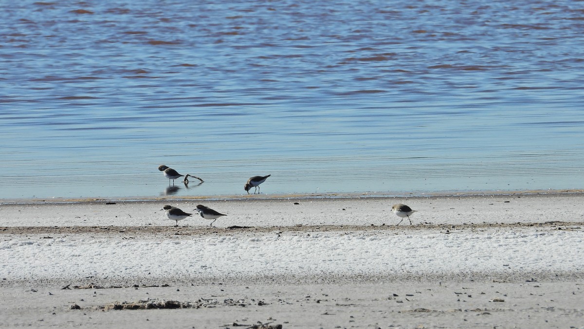 Two-banded Plover - ML619496264