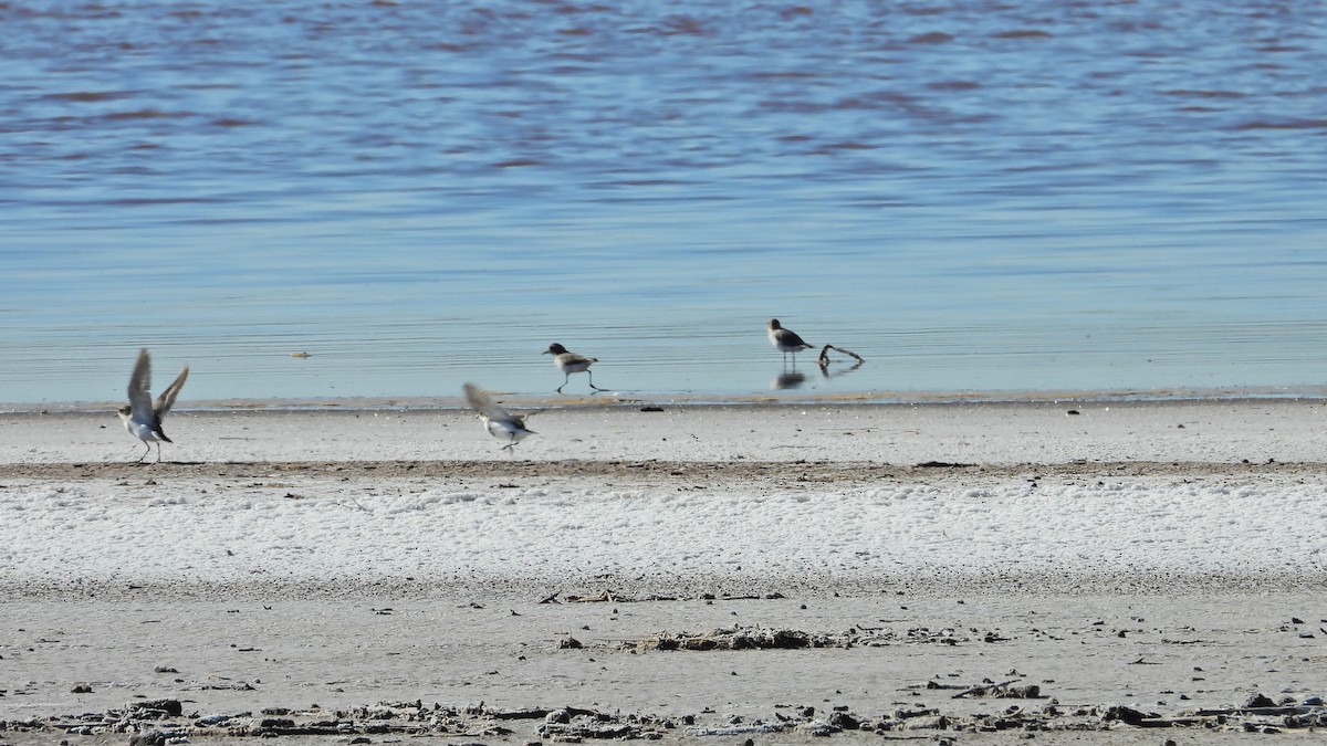 Two-banded Plover - ML619496266