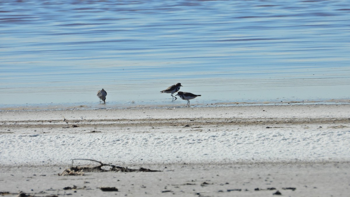 Two-banded Plover - ML619496267