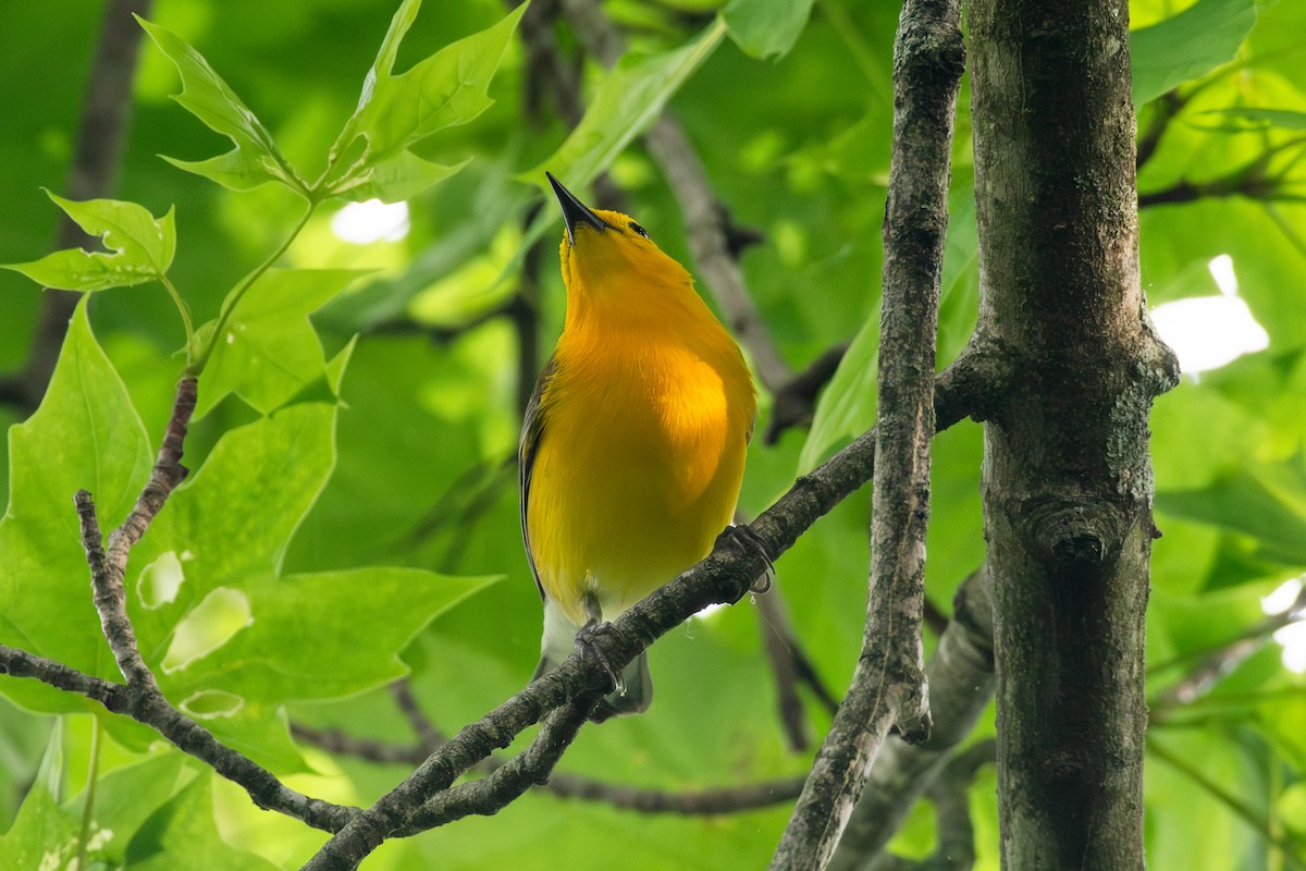 Prothonotary Warbler - ML619496298
