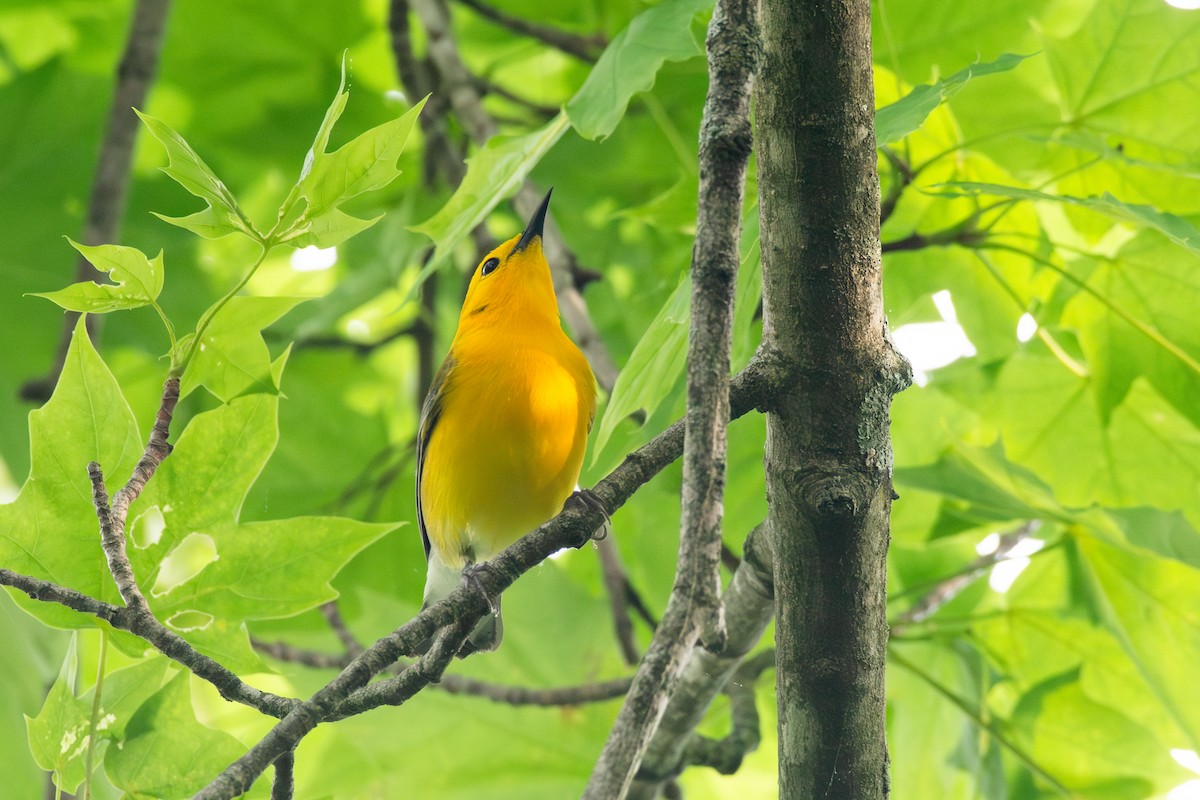 Prothonotary Warbler - ML619496299