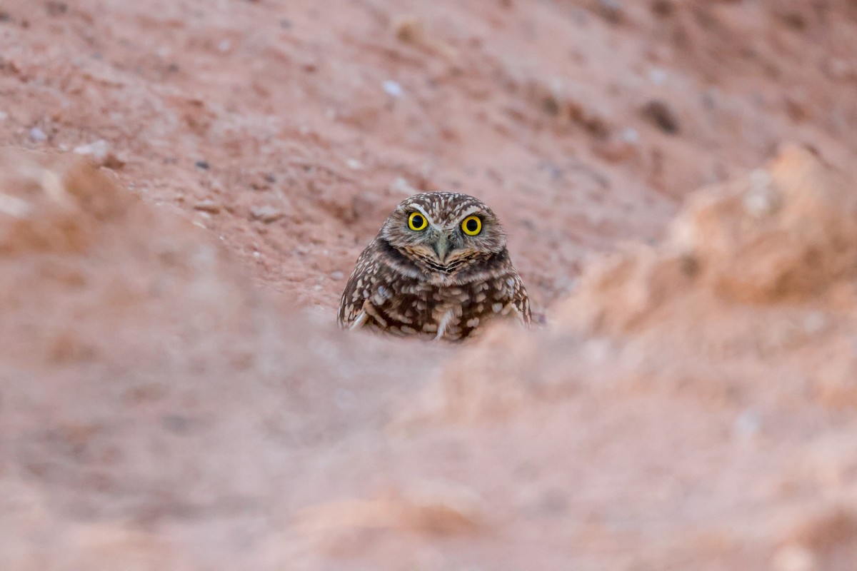 Burrowing Owl - ML619496355