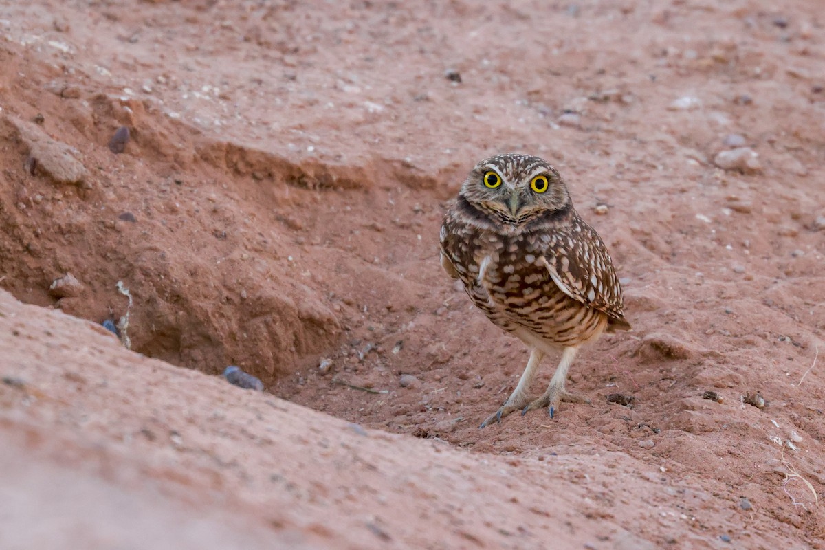 Burrowing Owl - ML619496356