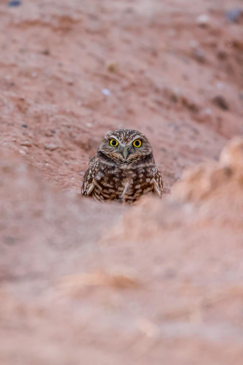 Burrowing Owl - ML619496357