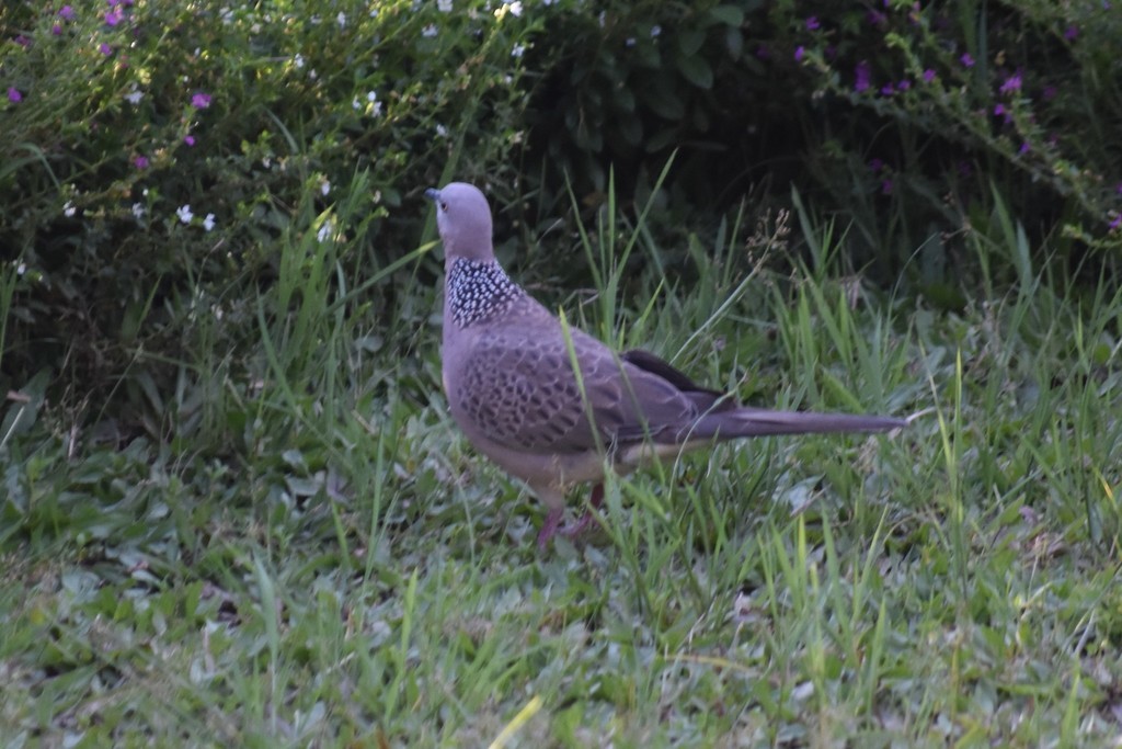 Spotted Dove - ML619496372