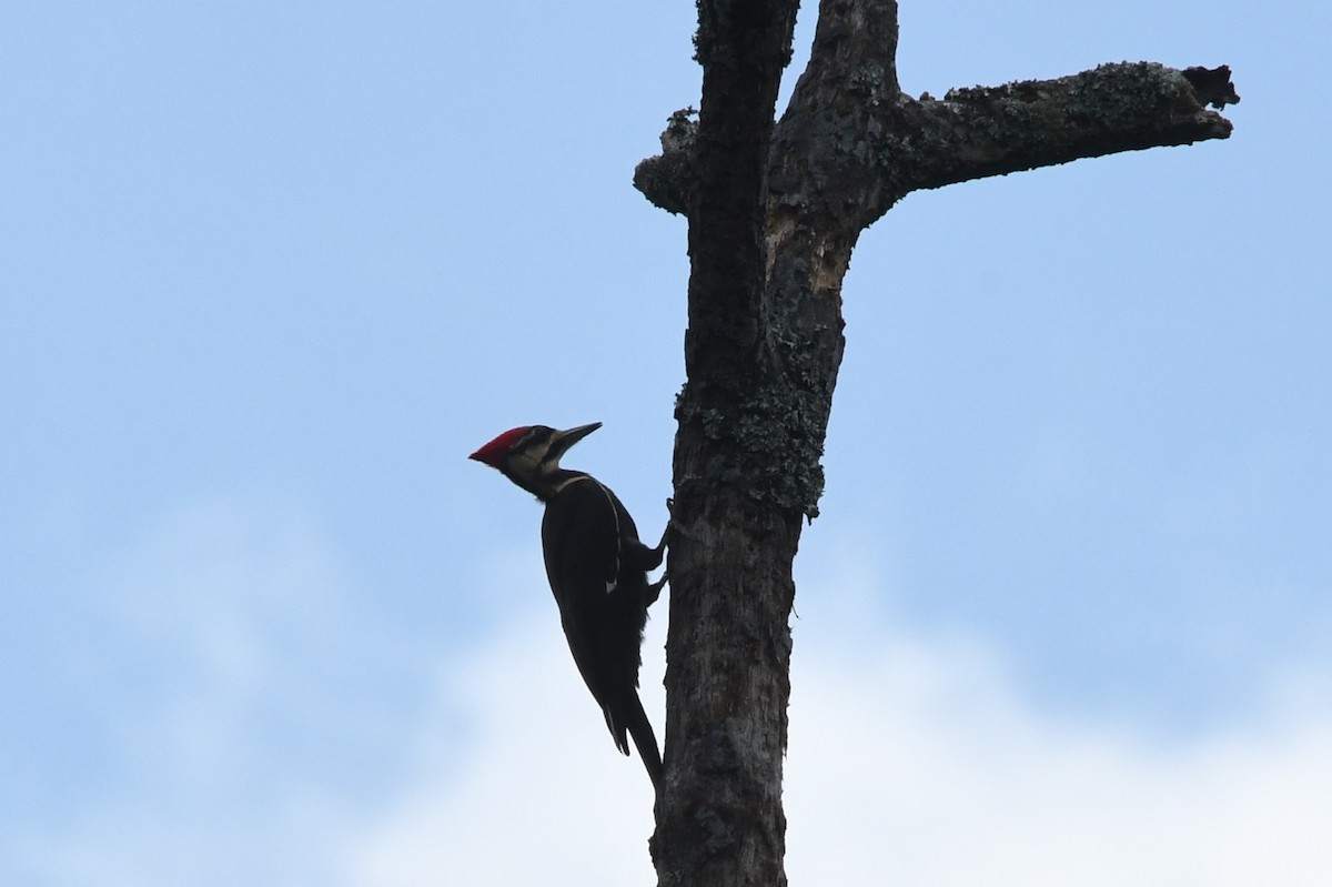 Pileated Woodpecker - ML619496403
