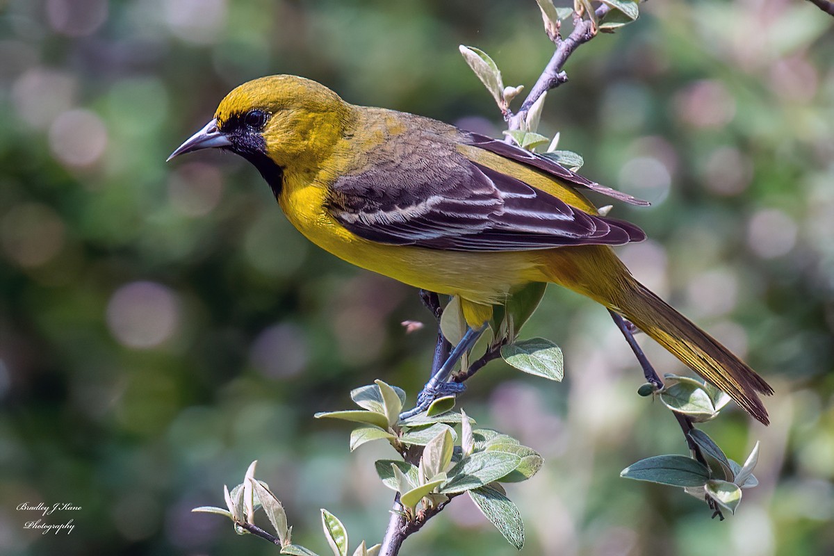 Orchard Oriole - ML619496405
