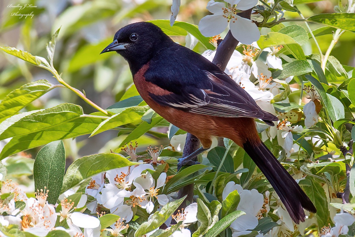 Orchard Oriole - ML619496406