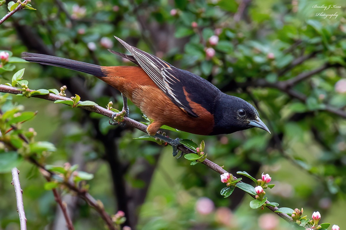Orchard Oriole - ML619496407