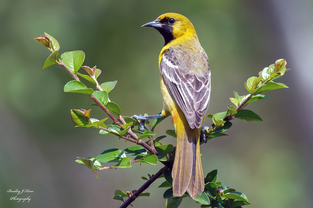 Orchard Oriole - ML619496409